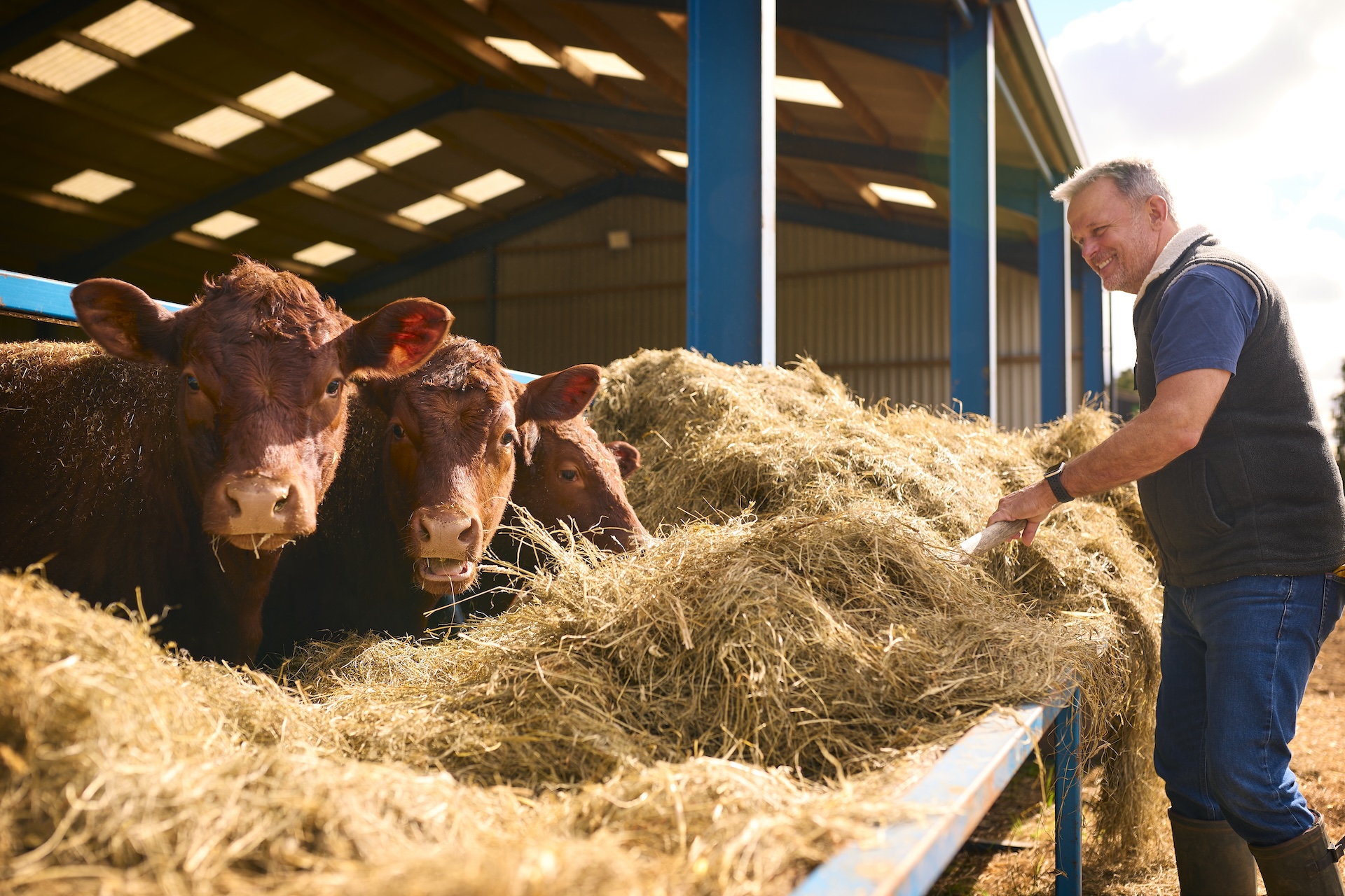 Male Farm Worker Using Pitchfork To Feed Hay To Cattle In Barn